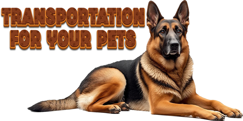 Sprinter for pets in nyc